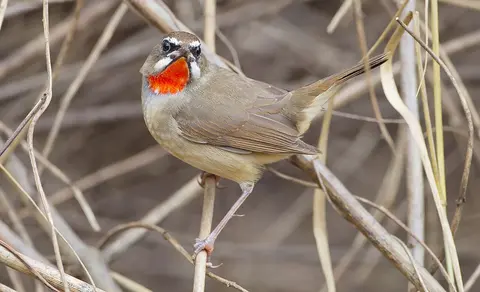 Siberian Rubythroat (Luscinia calliope) — photo 2 of 7