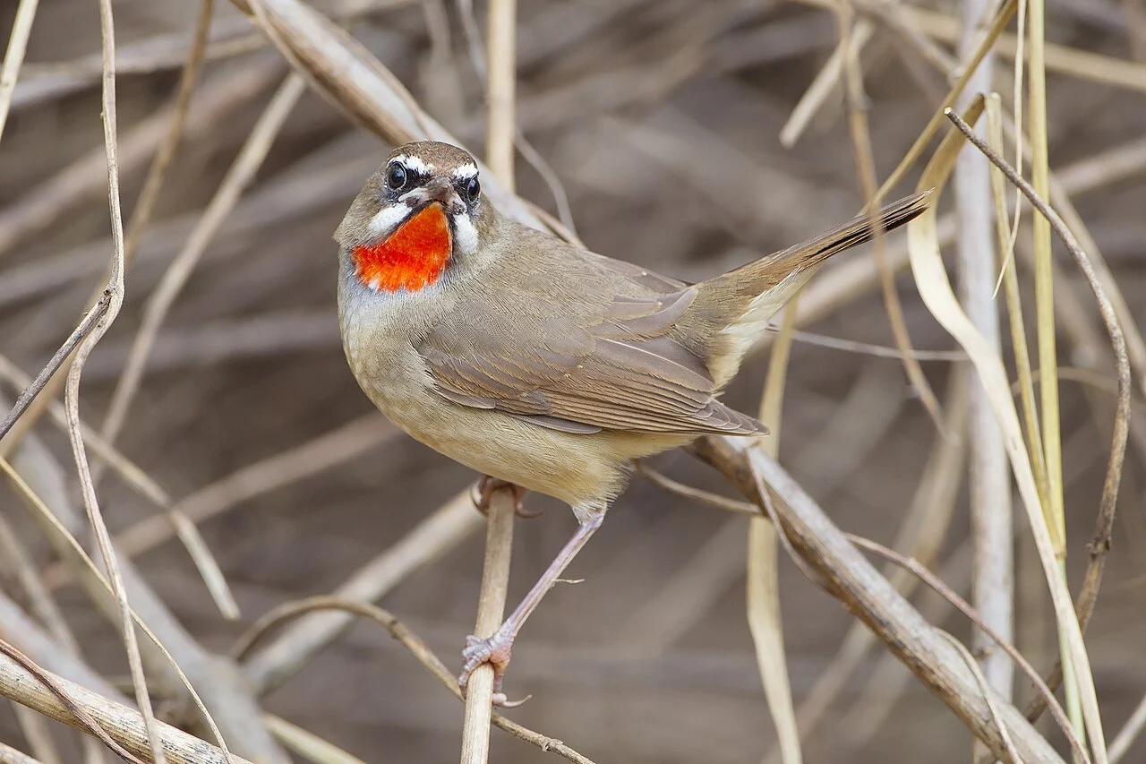 Siberian Rubythroat (Luscinia calliope) — photo 2 of 7
