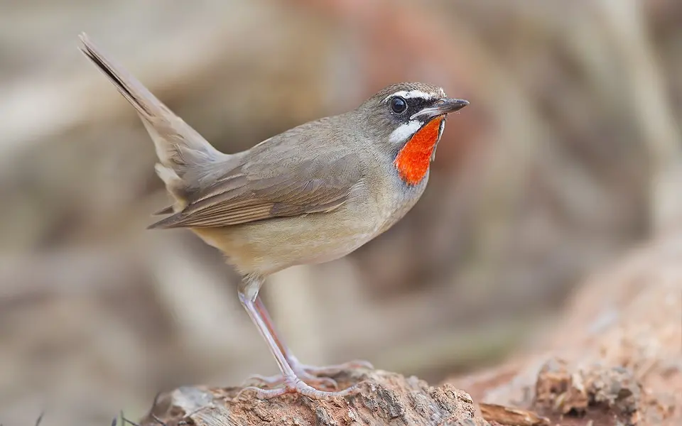 Siberian Rubythroat (Luscinia calliope) — photo 1 of 7