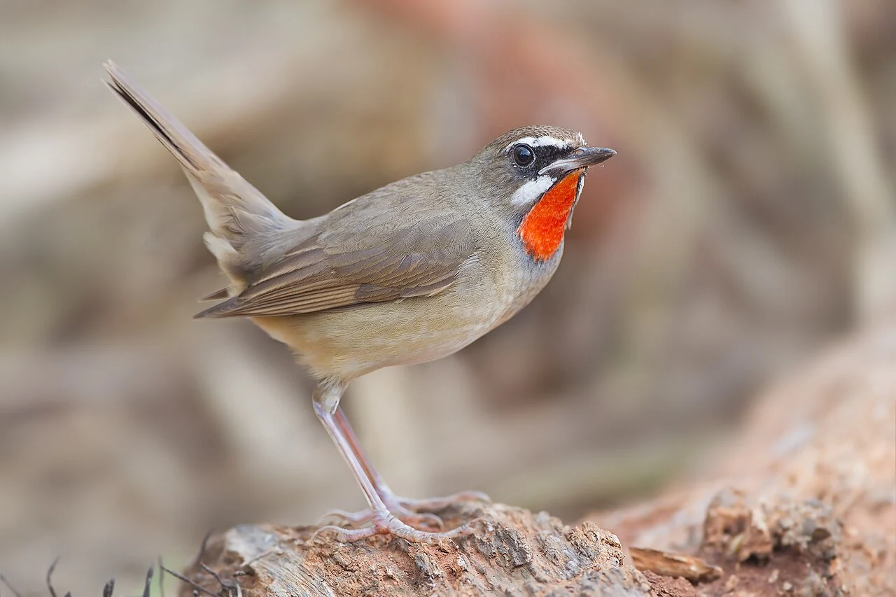 Siberian Rubythroat (Luscinia calliope) — photo 1 of 7