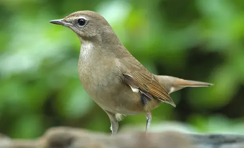 Siberian Rubythroat (Luscinia calliope) — photo 3 of 7