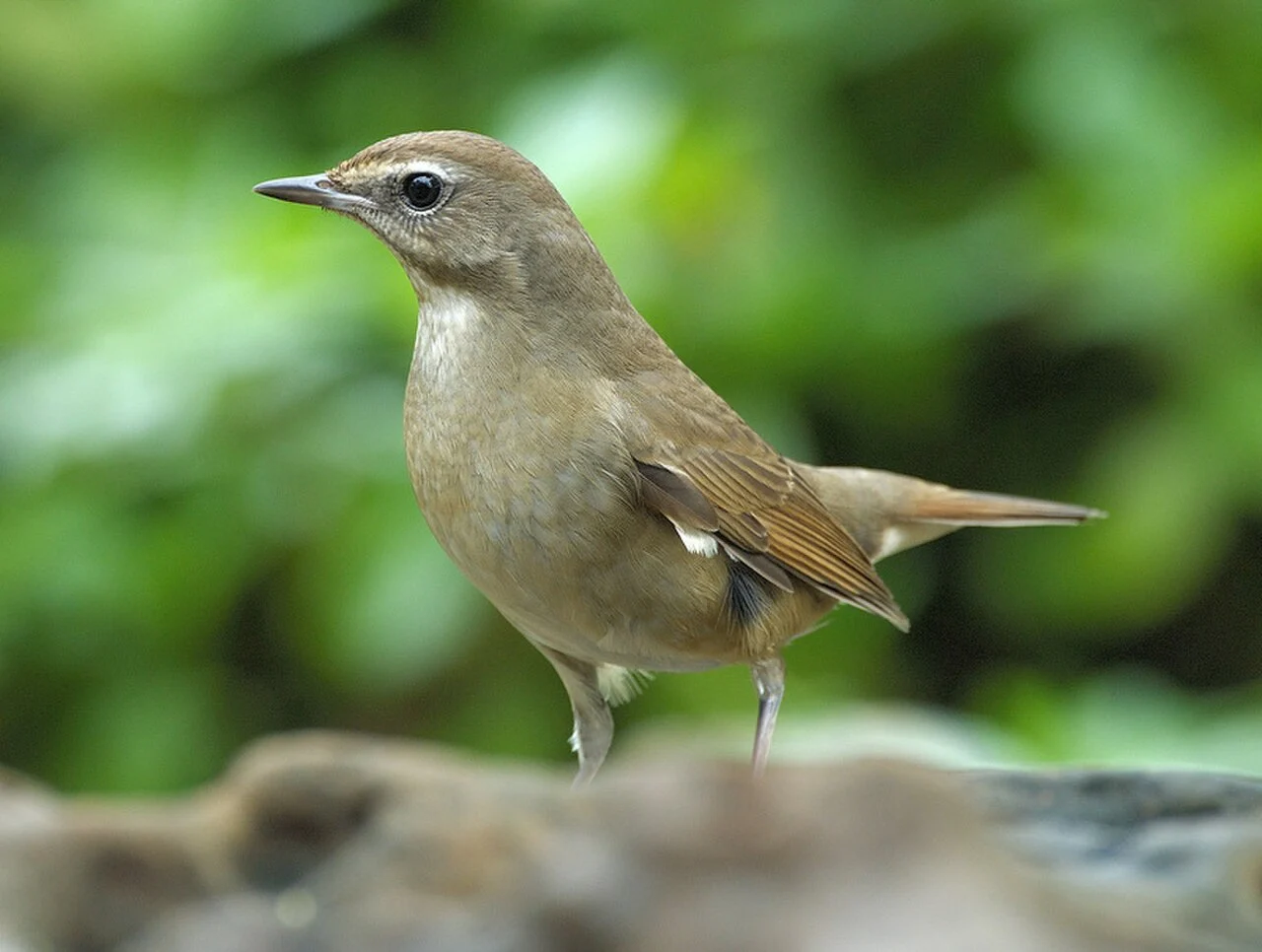 Siberian Rubythroat (Luscinia calliope) — photo 3 of 7