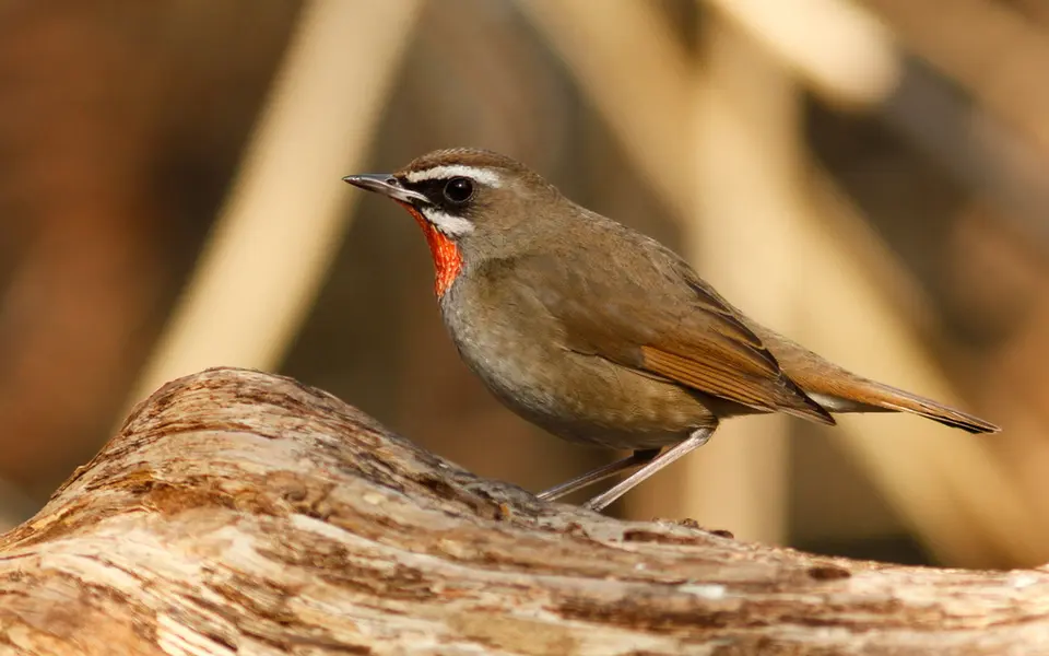 Siberian Rubythroat (Luscinia calliope) — photo 4 of 7