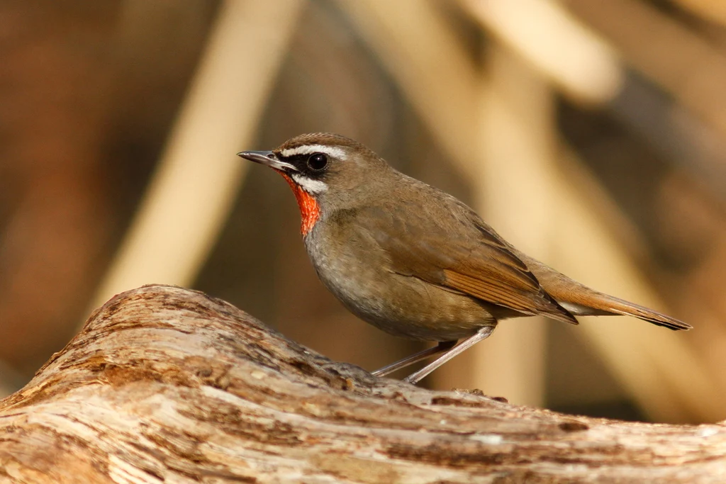 Siberian Rubythroat (Luscinia calliope) — photo 4 of 7