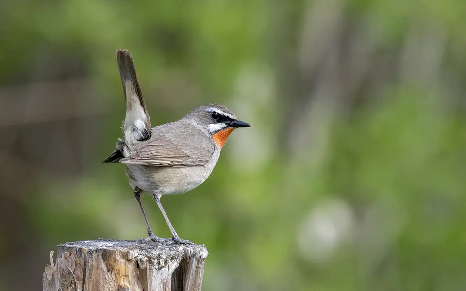 Siberian Rubythroat (Luscinia calliope) — photo 5 of 7