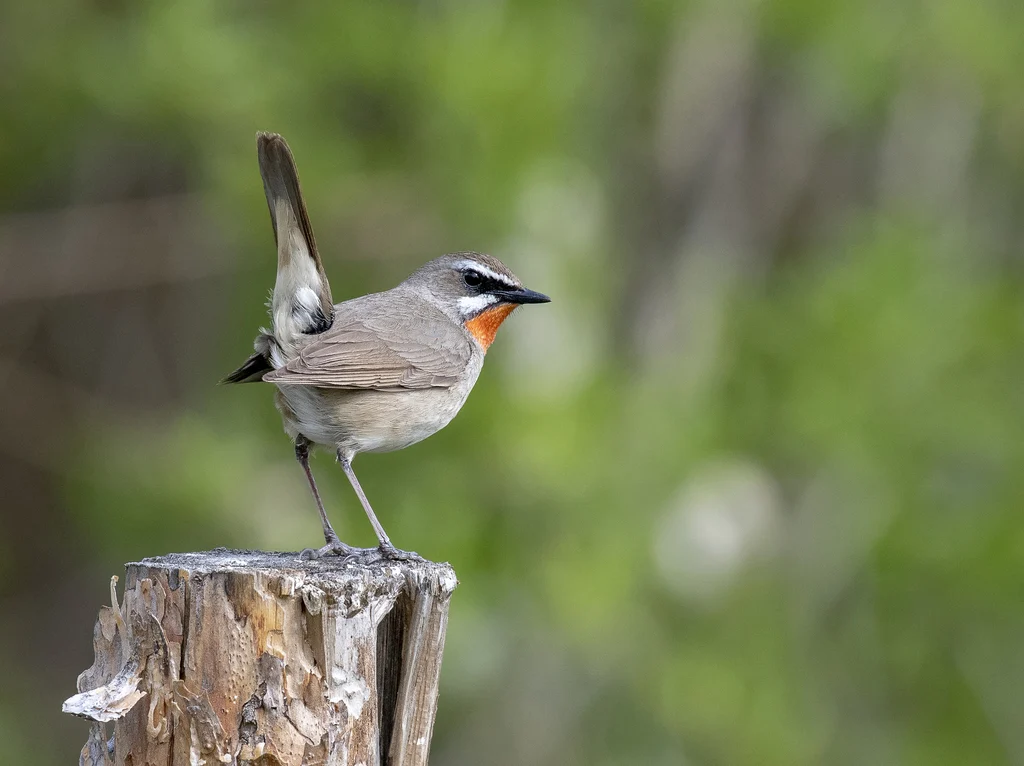 Siberian Rubythroat (Luscinia calliope) — photo 5 of 7