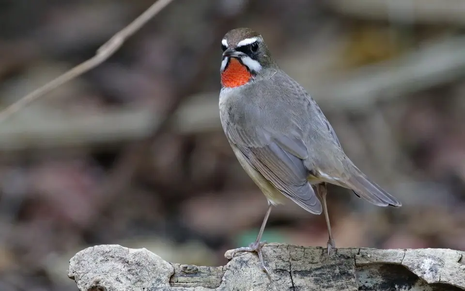 Siberian Rubythroat (Luscinia calliope) — photo 6 of 7