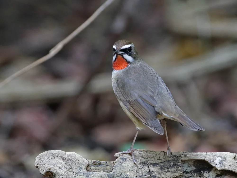 Siberian Rubythroat (Luscinia calliope) — photo 6 of 7
