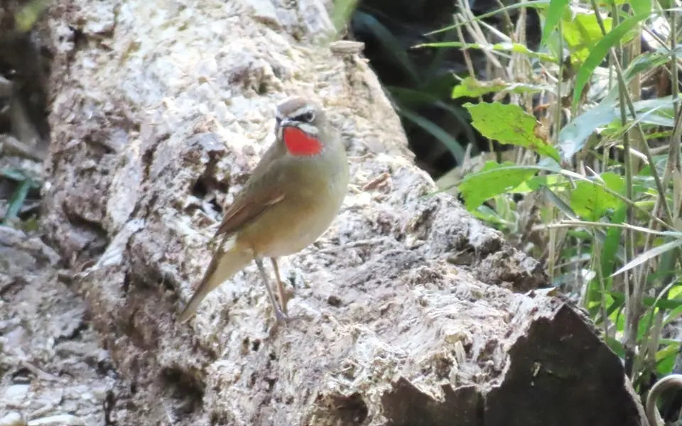 Siberian Rubythroat (Luscinia calliope) — photo 7 of 7