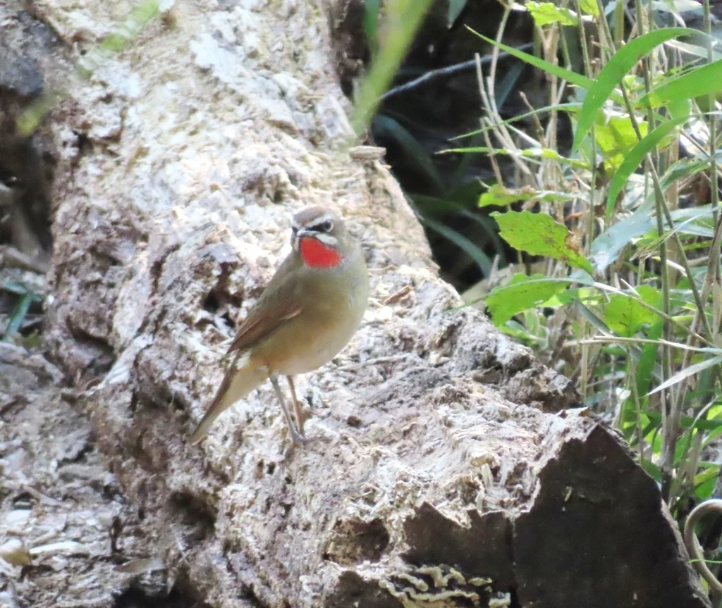 Siberian Rubythroat (Luscinia calliope) — photo 7 of 7