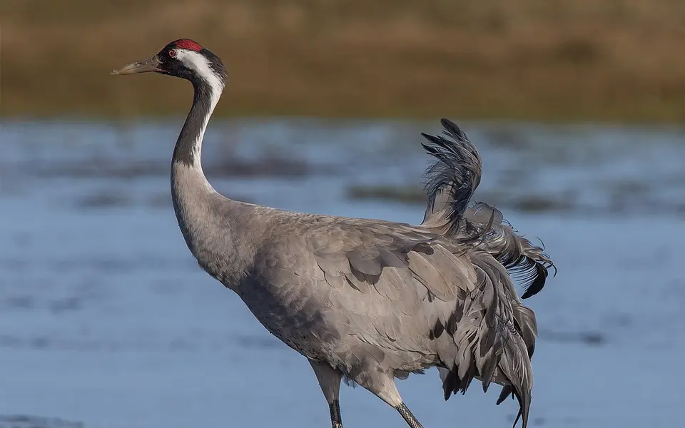 Common Crane (Grus grus) — photo 1 of 4