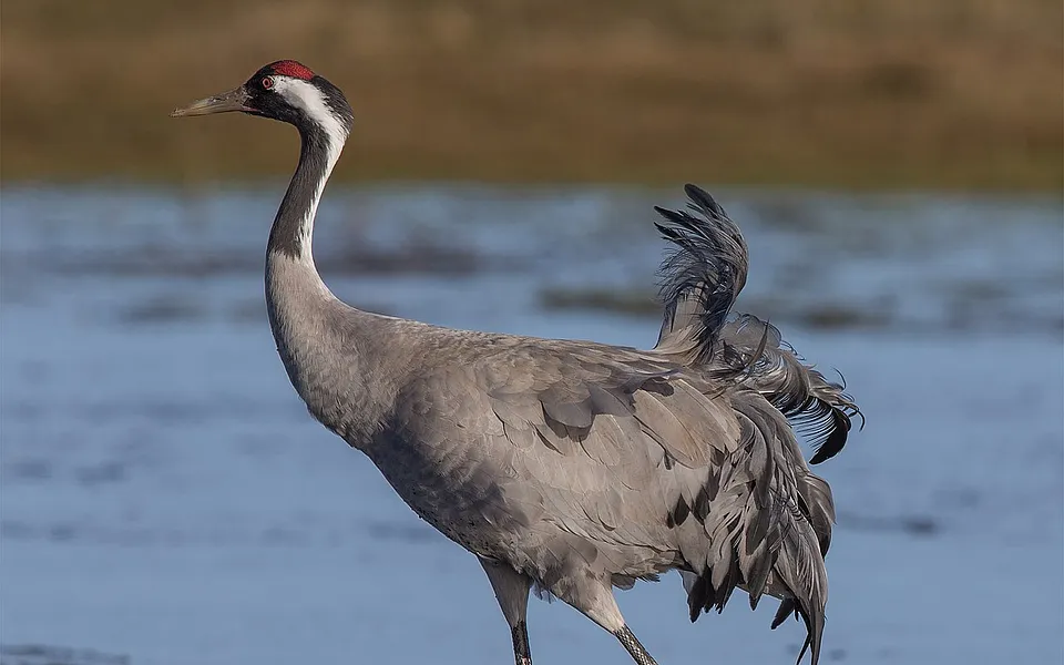 Common Crane