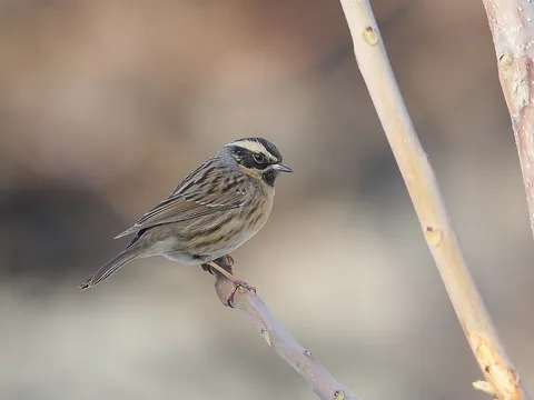 Black-throated Accentor