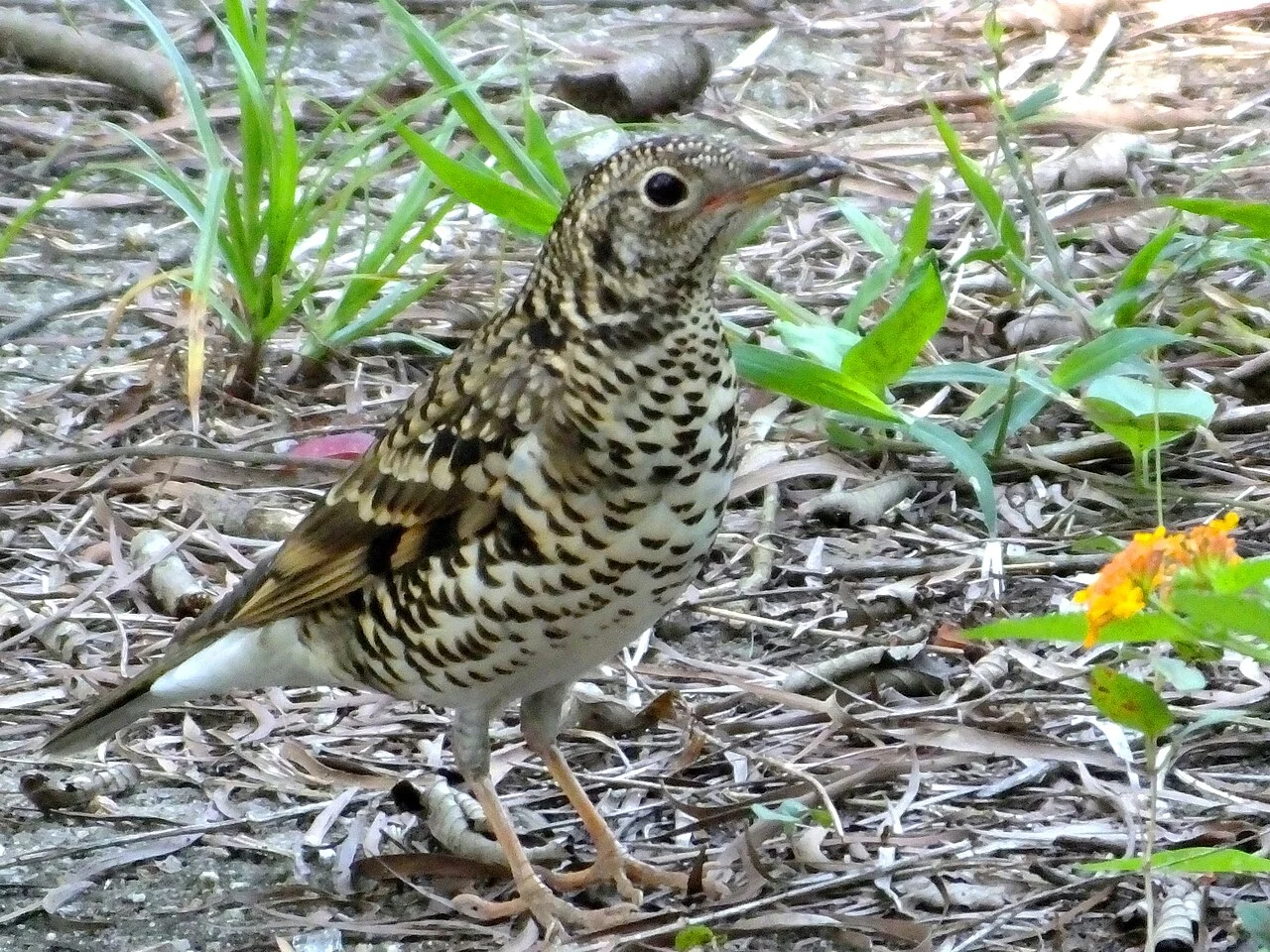 White's Thrush (Zoothera aurea) — photo 1 of 3