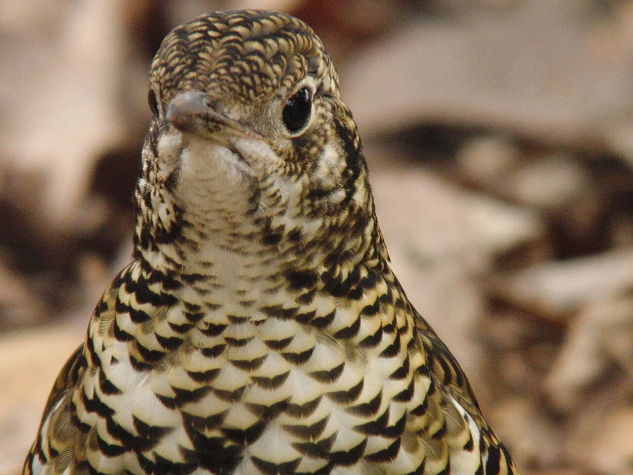 White's Thrush (Zoothera aurea) — photo 2 of 3