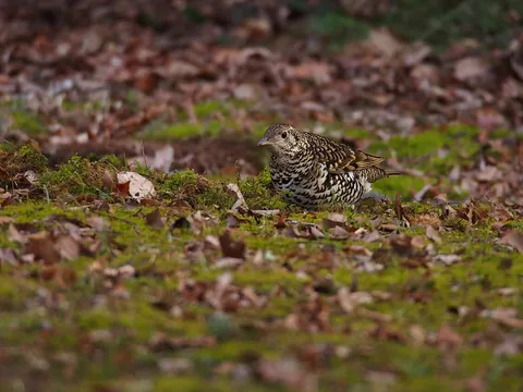 White's Thrush (Zoothera aurea) — photo 3 of 3