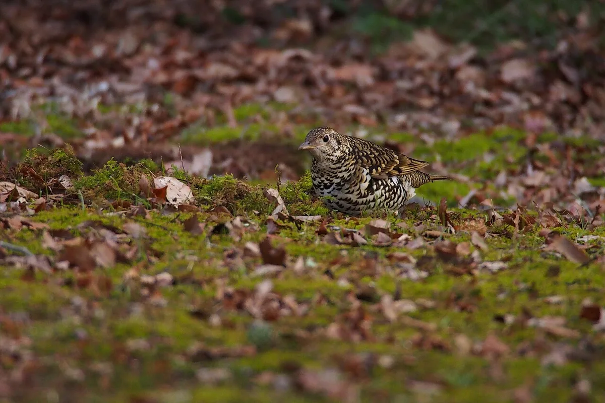 White's Thrush (Zoothera aurea) — photo 3 of 3