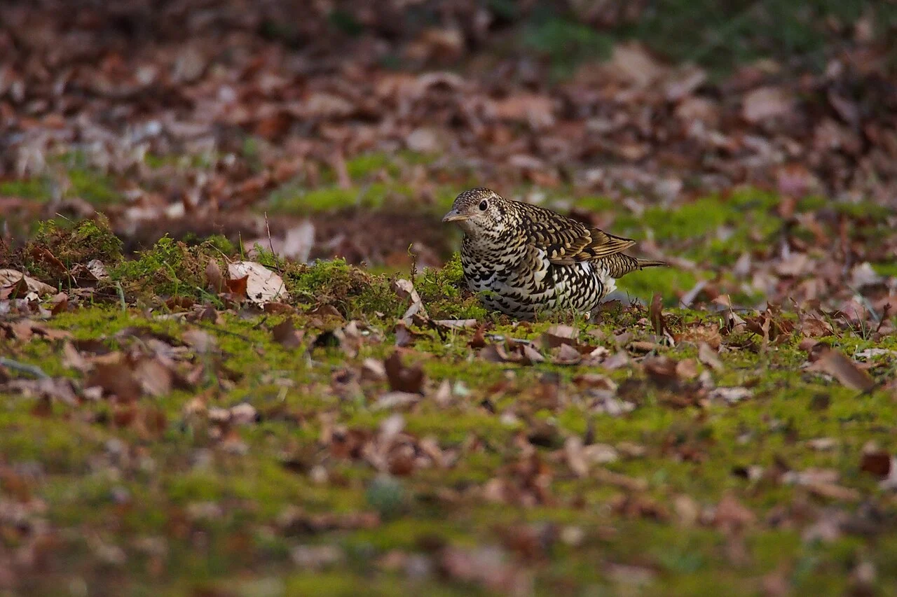 White's Thrush (Zoothera aurea) — photo 3 of 3