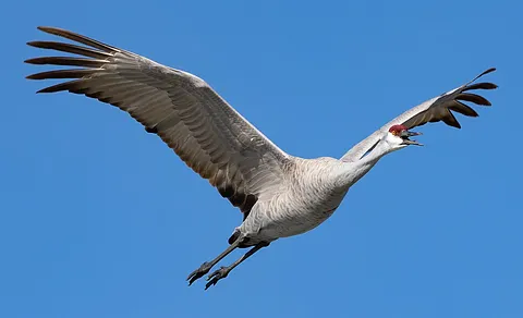 Common Crane