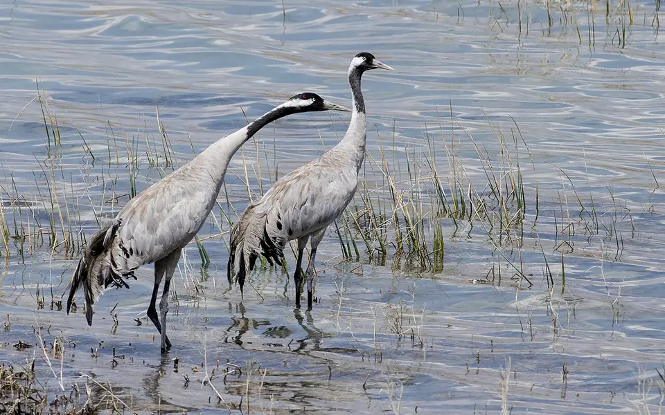 Common Crane (Grus grus) — photo 4 of 4