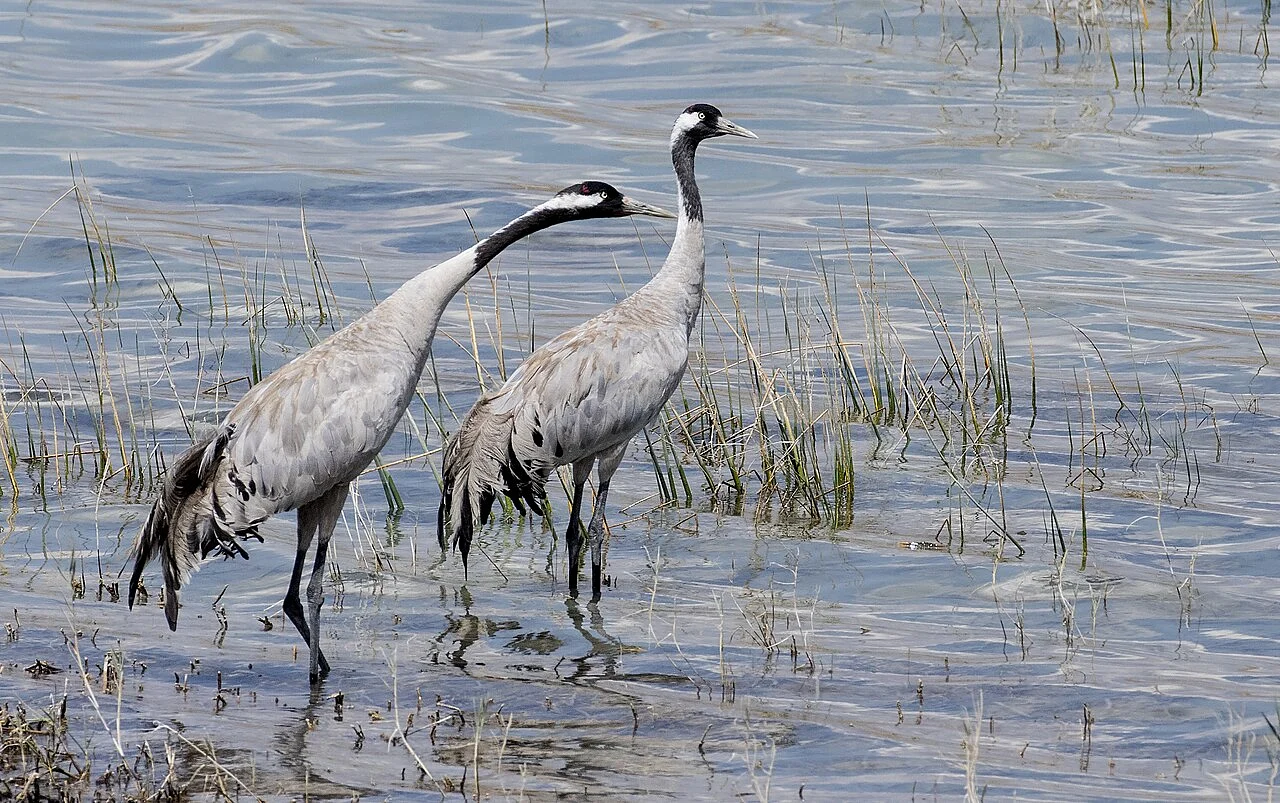 Common Crane
