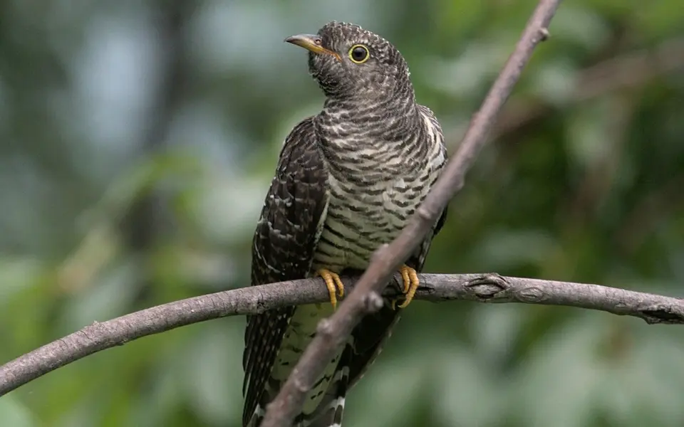 Common Cuckoo (Cuculus canorus) — photo 4 of 4