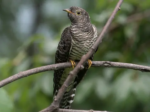 Common Cuckoo
