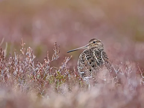 Great Snipe (Gallinago media) — photo 3 of 3