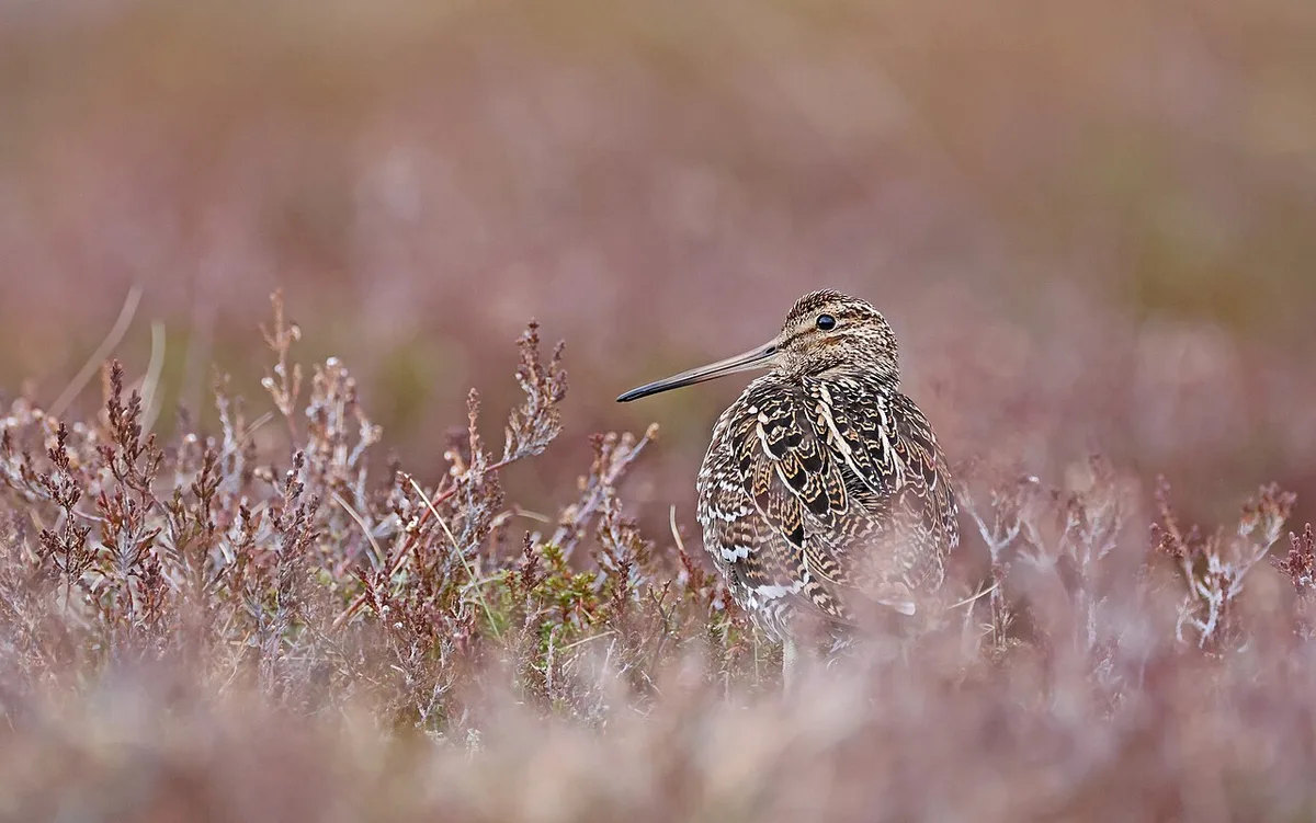 Great Snipe (Gallinago media) — photo 3 of 3