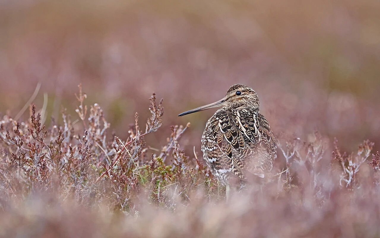 Great Snipe (Gallinago media) — photo 3 of 3