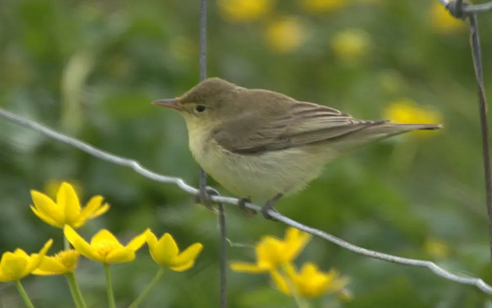 Icterine Warbler (Hippolais icterina) — photo 4 of 5