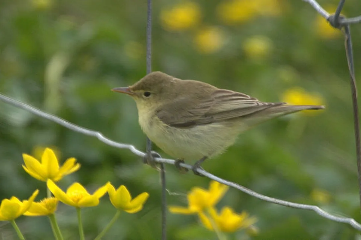 Icterine Warbler