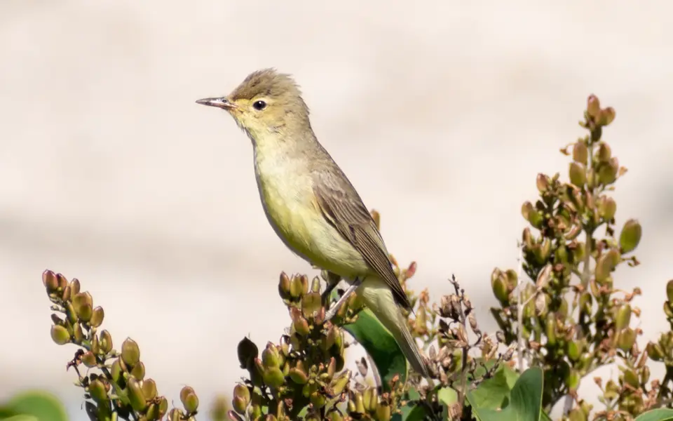 Icterine Warbler (Hippolais icterina) — photo 5 of 5
