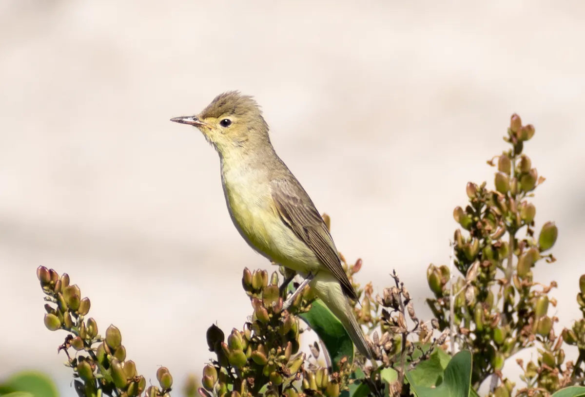 Icterine Warbler
