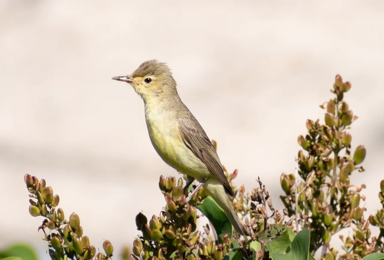 Icterine Warbler