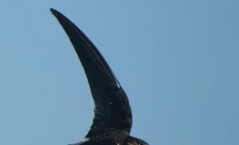 Pacific Swift (Apus pacificus) — photo 2 of 5