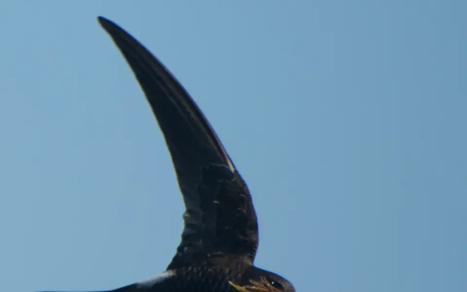 Pacific Swift (Apus pacificus) — photo 2 of 5