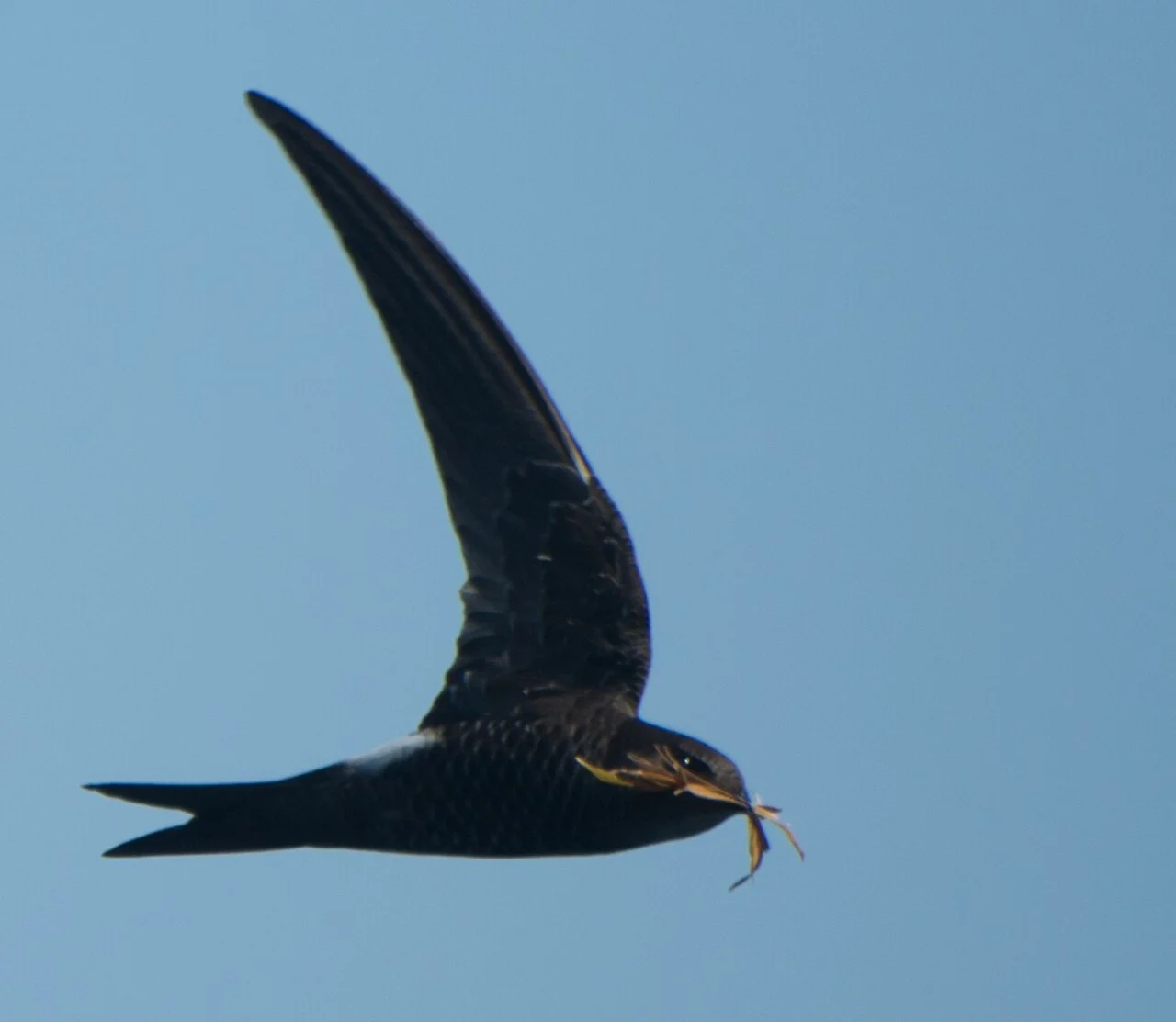 Pacific Swift (Apus pacificus) — photo 2 of 5