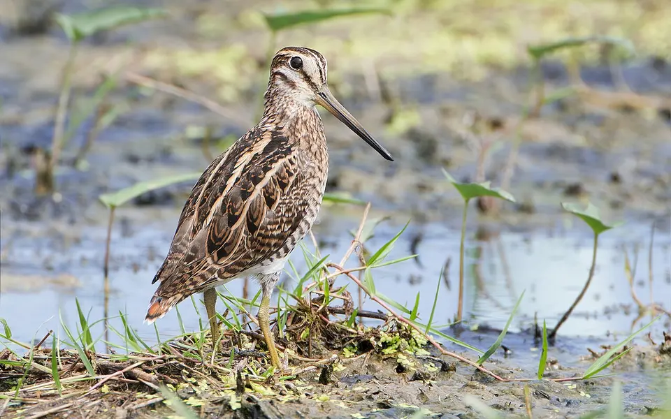 Pin-tailed Snipe (Gallinago stenura) — photo 2 of 8