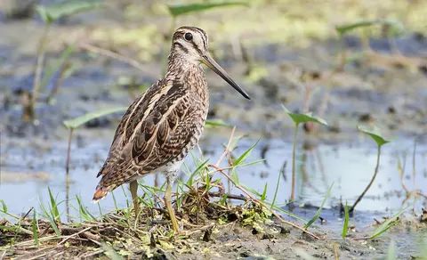 Pin-tailed Snipe (Gallinago stenura) — photo 2 of 8