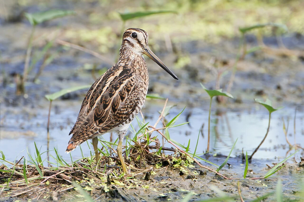 Pin-tailed Snipe (Gallinago stenura) — photo 2 of 8