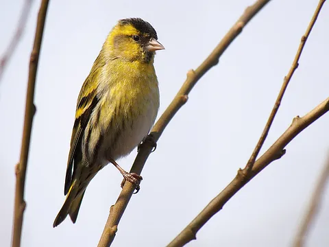 Eurasian Siskin