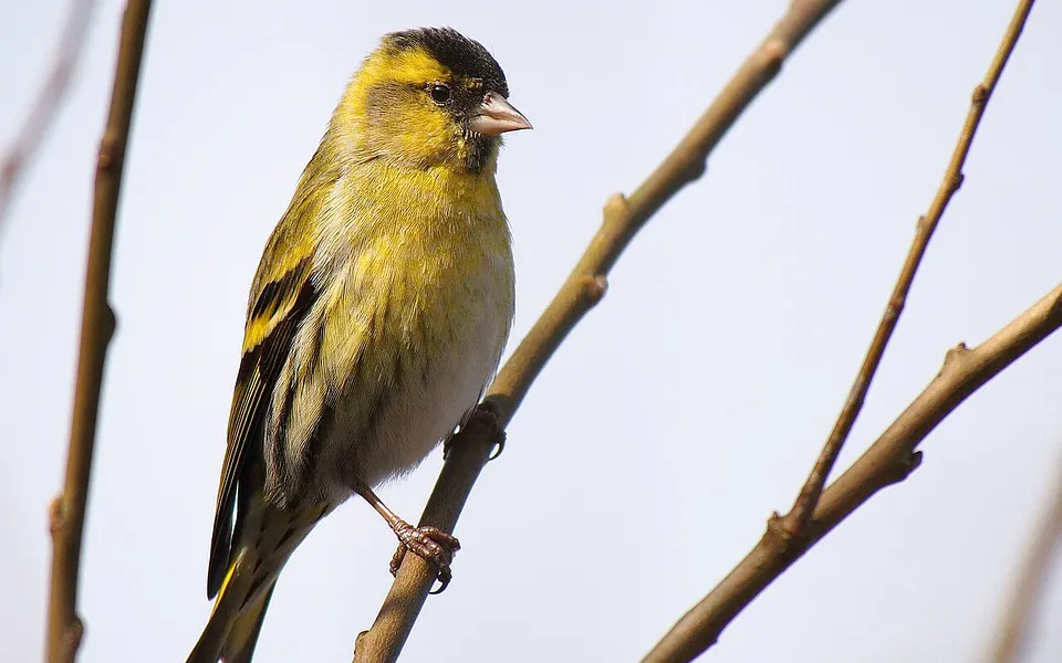 Eurasian Siskin (Spinus spinus) — photo 1 of 5