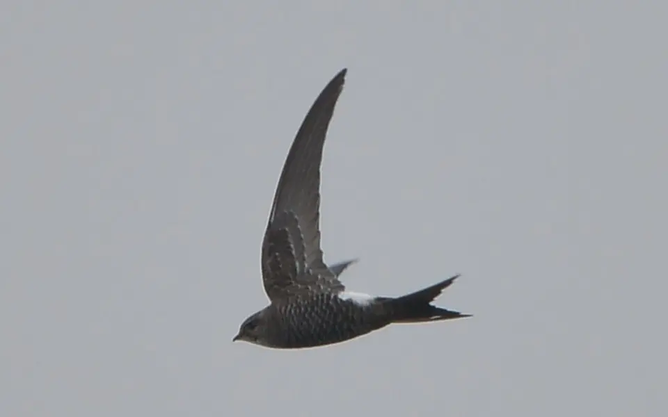 Pacific Swift (Apus pacificus) — photo 3 of 5