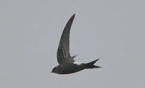 Pacific Swift (Apus pacificus) — photo 3 of 5