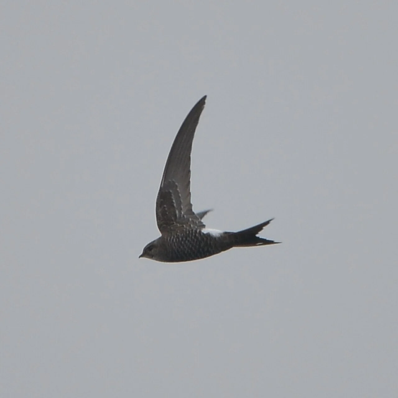 Pacific Swift (Apus pacificus) — photo 3 of 5