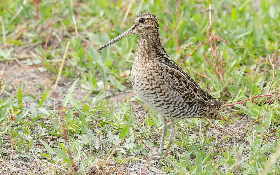 Pin-tailed Snipe (Gallinago stenura) — photo 3 of 8