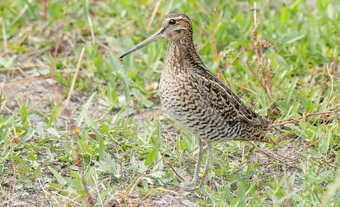 Pin-tailed Snipe (Gallinago stenura) — photo 3 of 8