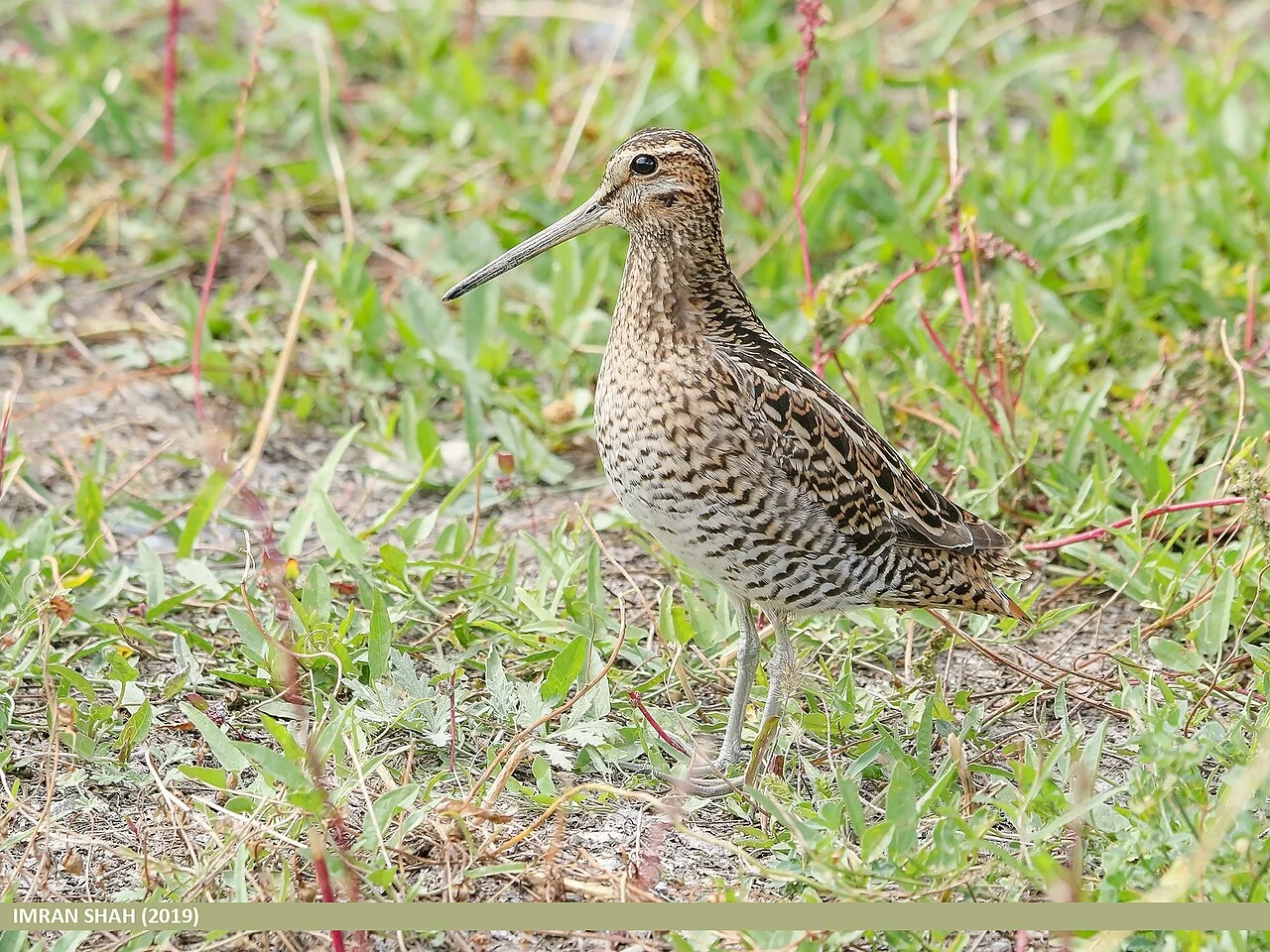 Pin-tailed Snipe (Gallinago stenura) — photo 3 of 8
