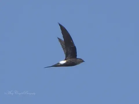 Pacific Swift